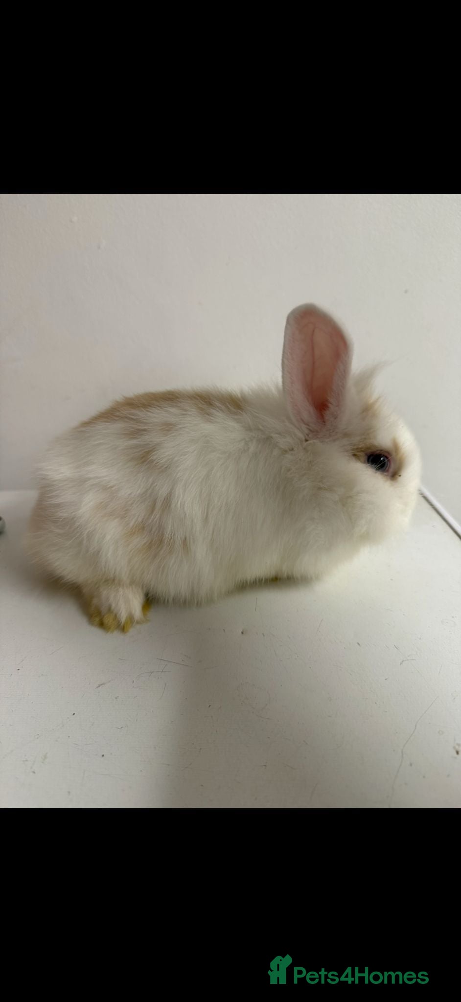 Mixed Breed rabbits baby rabbits  - Advert 20