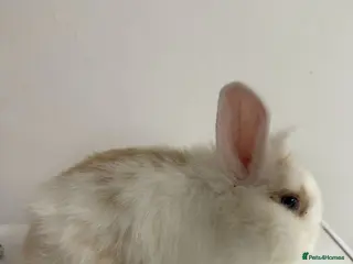 Mixed Breed rabbits baby rabbits - Advert 20