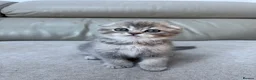 Scottish Fold cats for sale: Full pedigree Scottish fold kittens - Advert 11