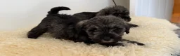 Schnoodle dogs for sale: Schnoodle puppies for sale  - Advert 5
