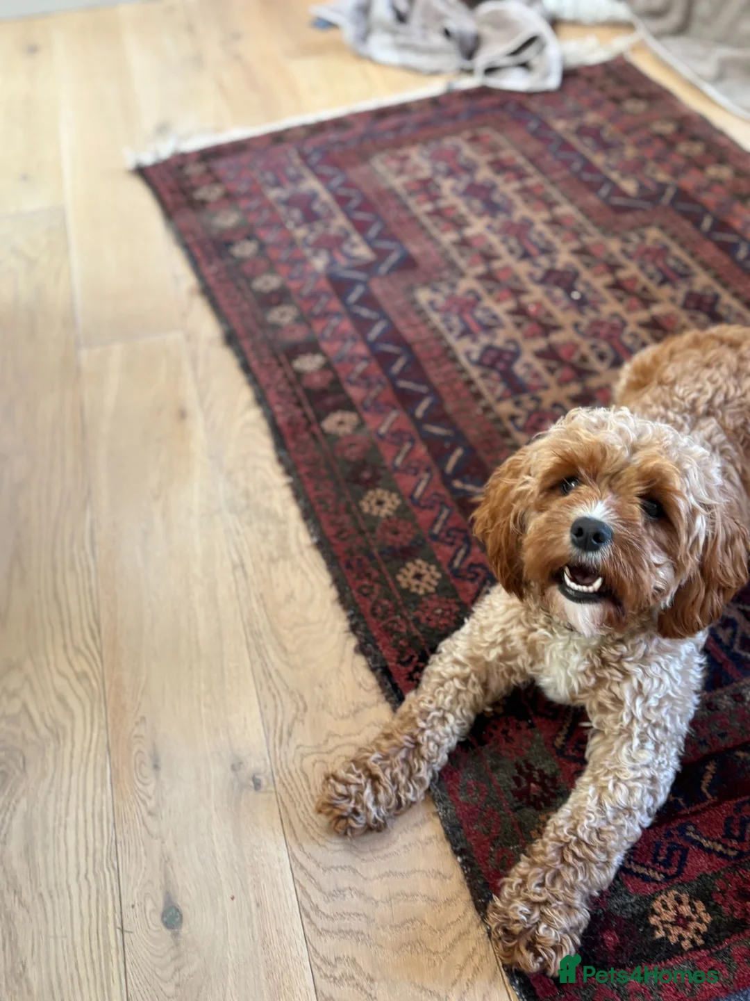 Cavapoo dogs for sale: Beautiful Cavapoo Girl in Morpeth - Advert 7