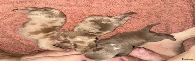 Puppy 5