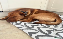 Mixed Breed dogs for sale: Mixed breed 2 year old - Image 4