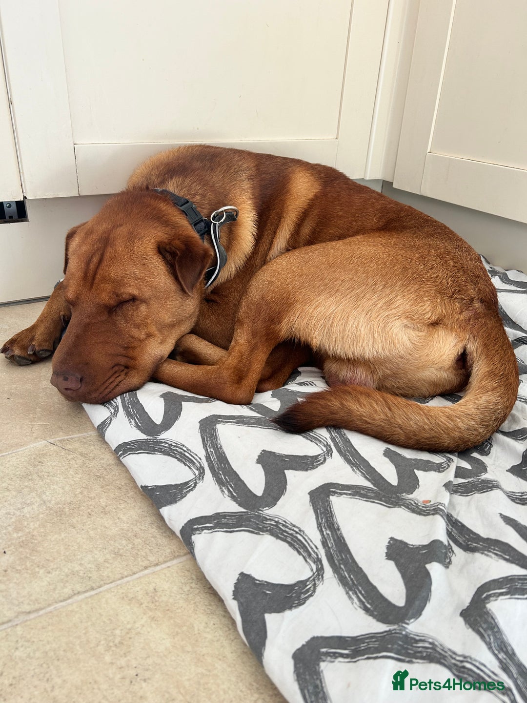 Mixed Breed dogs for sale: Mixed breed 2 year old - Image 4
