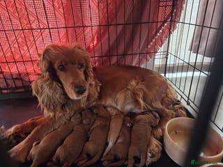 Cockapoo dogs Cockapoo puppys - Advert 11