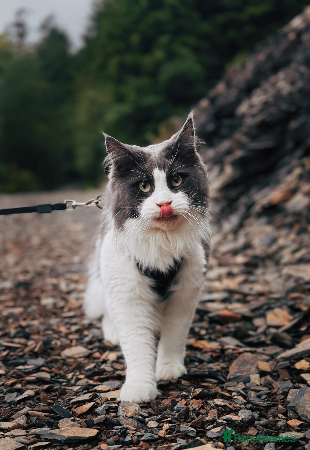 Ragdoll cats for sale: Main coon ragdoll mix - Advert 5