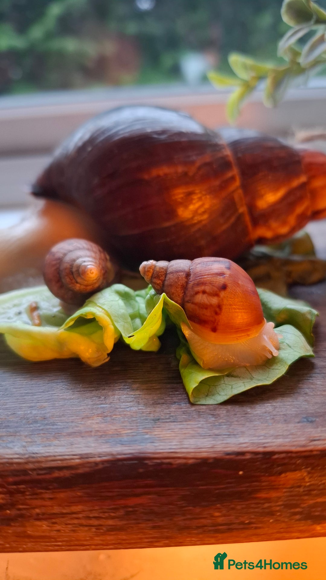 Snails invertebrates for sale: Giant african land snails Lissachantina Fulica - Image 2