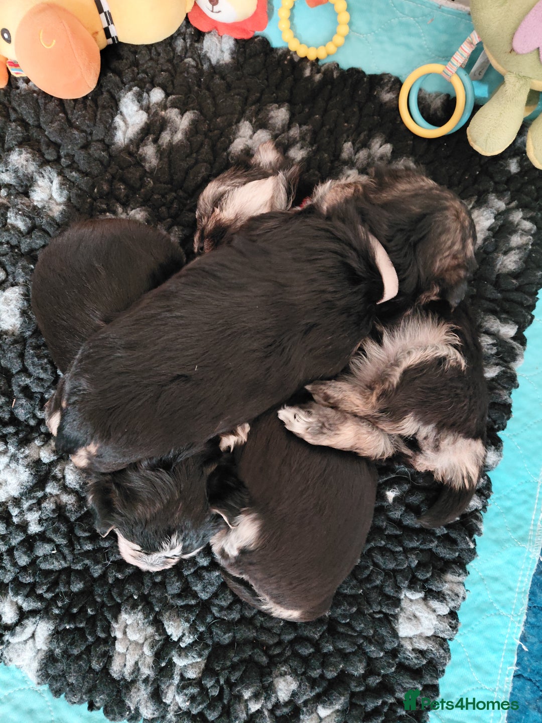 Morkie dogs for sale: Stunning F1 Morkie Puppies - Image 6