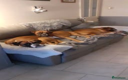 Boxer dogs for sale: Two Lovely Boxer Puppies Available  - Image 2