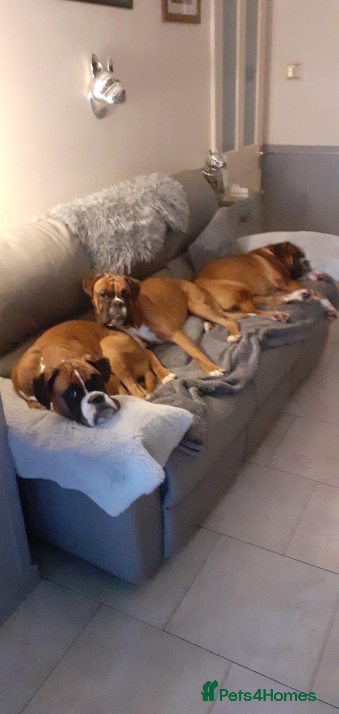 Boxer dogs for sale: Two Lovely Boxer Puppies Available  - Image 2