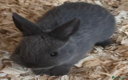 Netherland Dwarf rabbits for sale: Pure Bred Netherlands Dwarf Bunnies  - Image 2