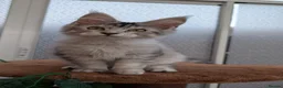 Maine Coon cats for sale: Stunning Tica registered Maine coon kittens - Advert 9