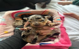 Dachshund dogs for sale: Mini dachshunds - 1 girl available - Image 12