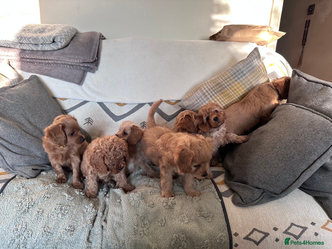 Cavapoo dogs for sale: 7 week old Cavapoo puppies - Bucks/Herts border - Image 2