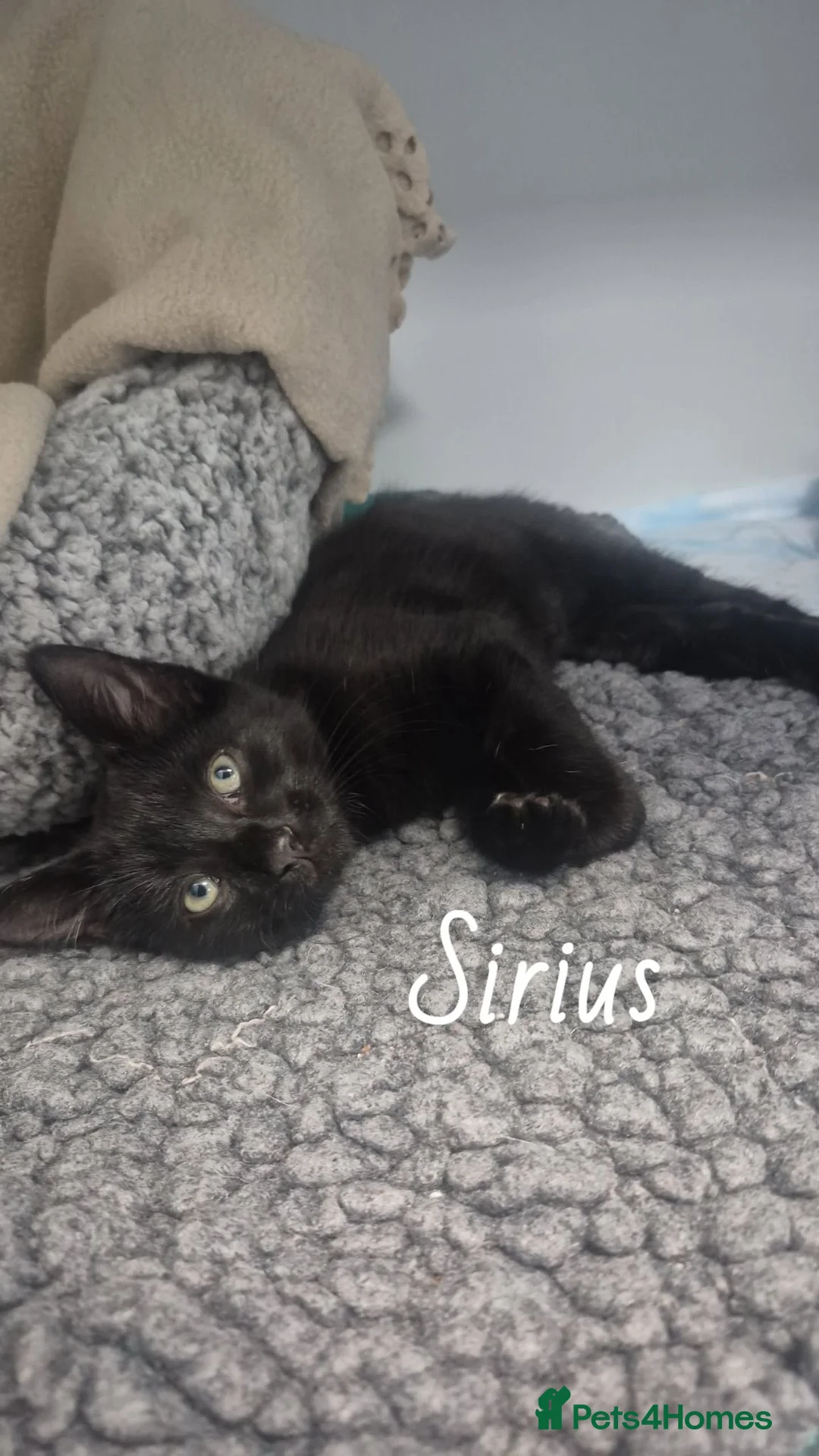 Domestic Shorthair cats for sale: Playful male DSH kitten x - Advert 1