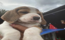 Beagle dogs for sale: Beautiful beagle boys kc reg ready 19 sept  - Image 35