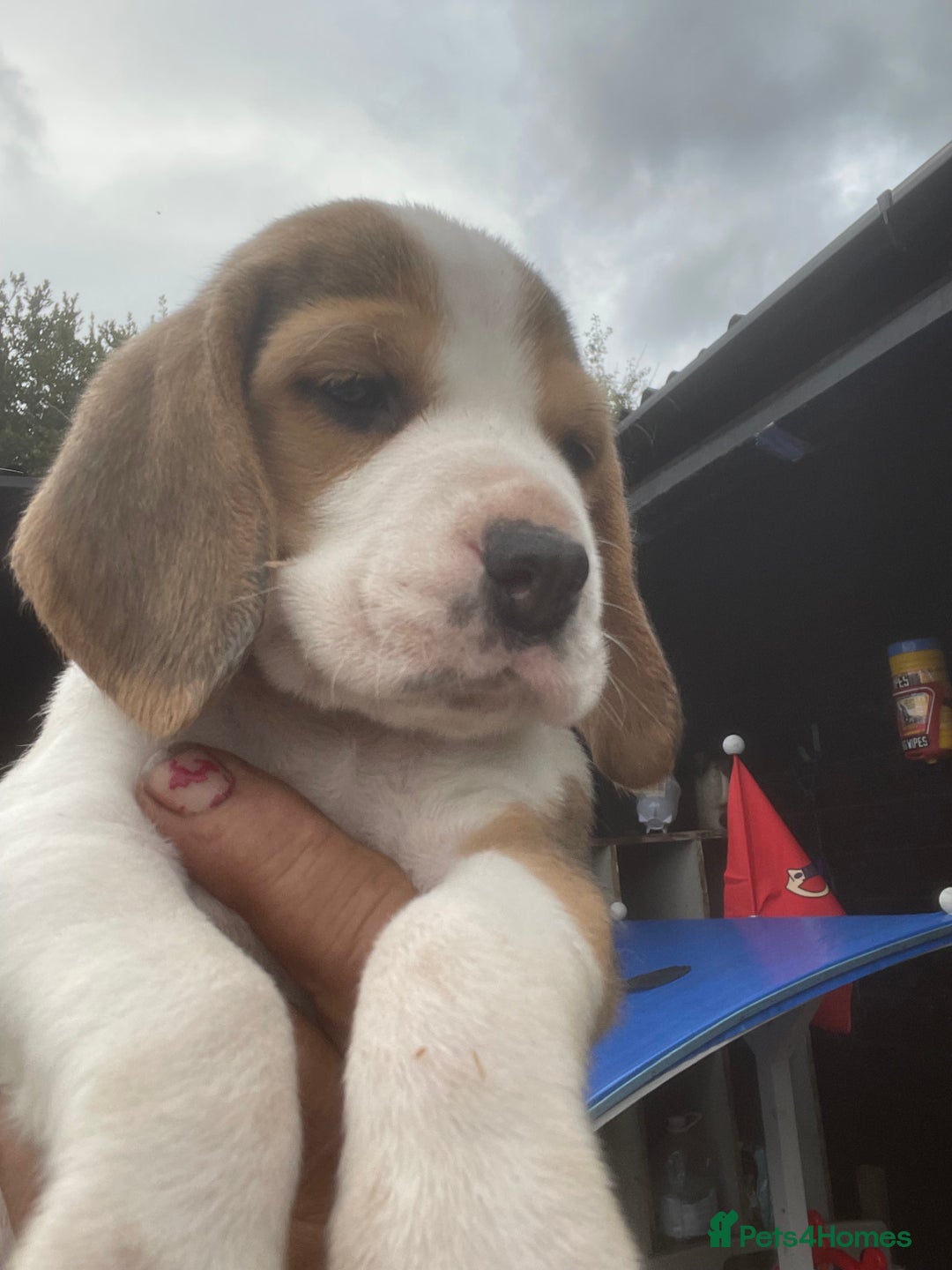 Beagle dogs for sale: Beautiful beagle boys kc reg ready 19 sept  - Image 35