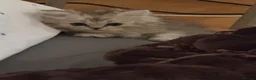 Persian cats for sale: PURE Persian kittens in rare color  - Advert 8