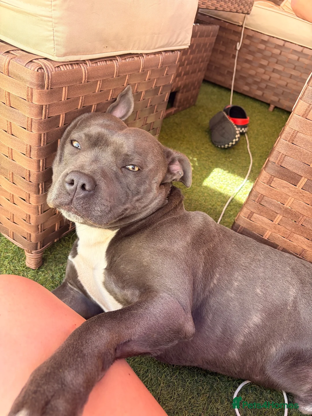 Staffordshire Bull Terrier dogs for stud: Beautiful blue up for Stud - Advert 2