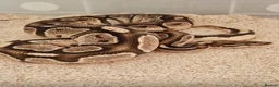 Python Snake reptiles for sale: Ball python collection  in Crewe - Advert 15