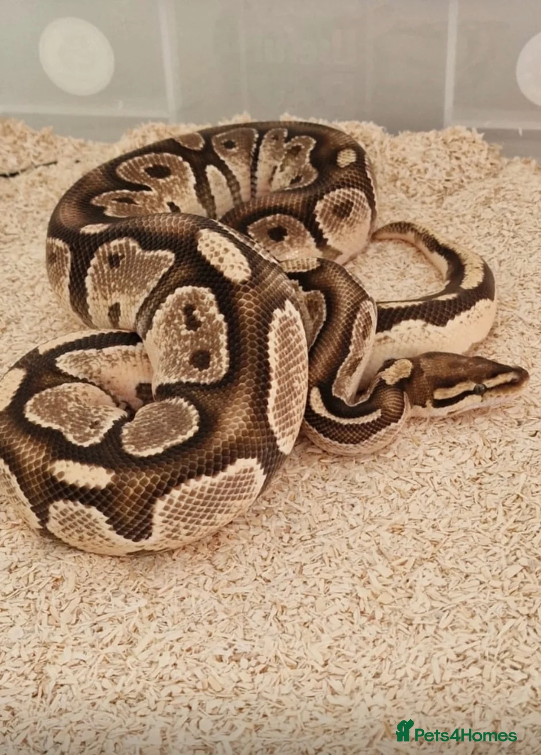 Python Snake reptiles for sale: Ball python collection  in Crewe - Advert 15