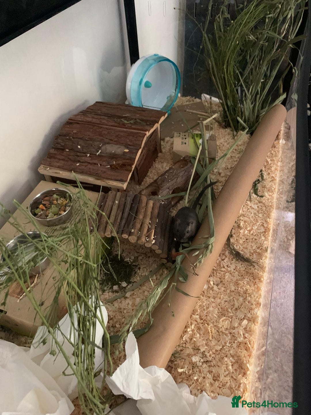 Gerbil rodents for sale: boy gerbils - Image 2