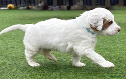 Australian Labradoodle dogs for sale: Australian Labradoodle Puppies  - Image 27