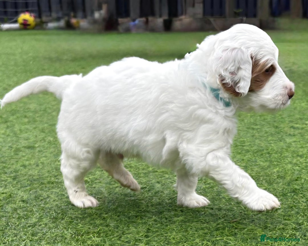 Australian Labradoodle dogs for sale: Australian Labradoodle Puppies  - Image 27