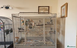 Parrots birds for sale: Caique black headed hand reared - Image 4
