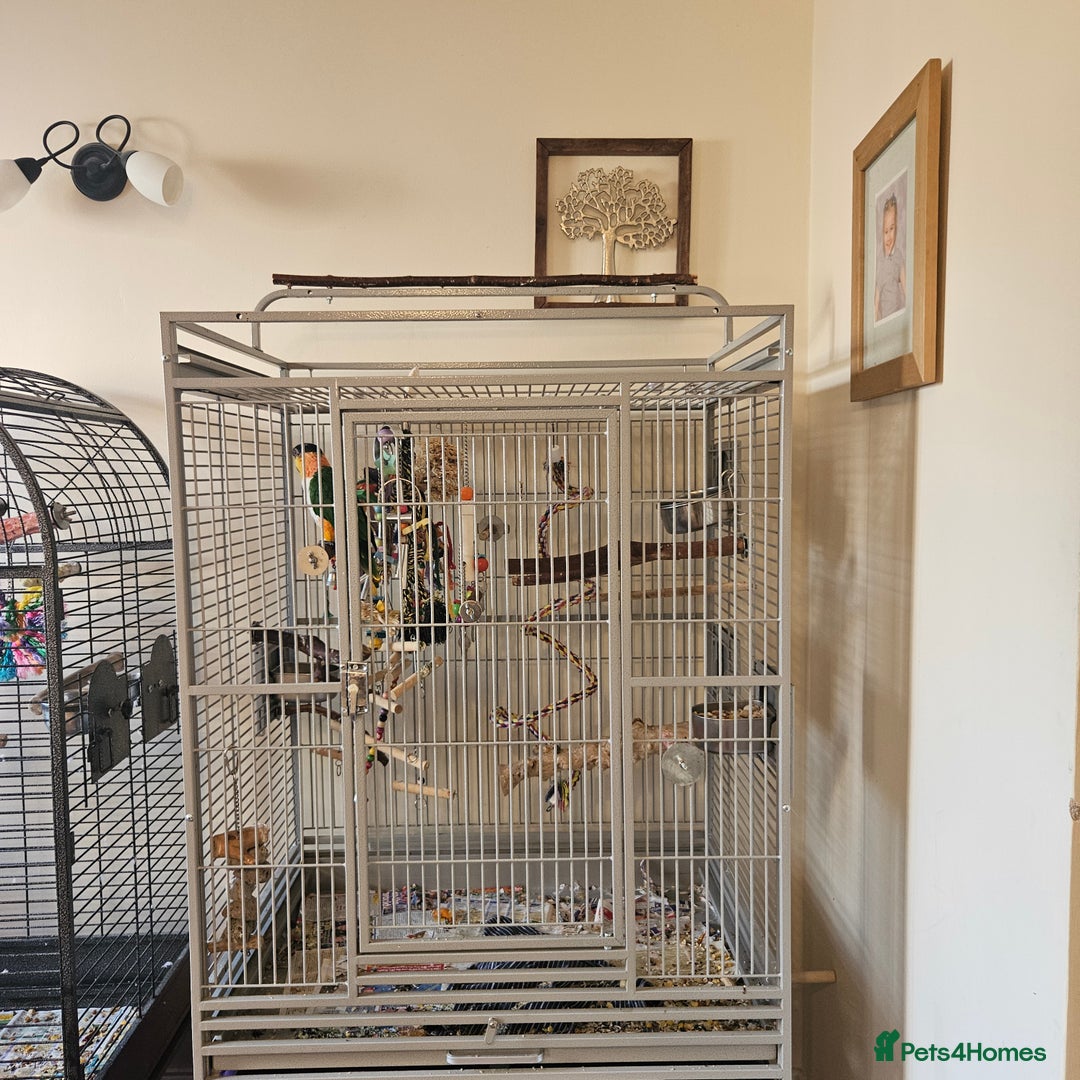 Parrots birds for sale: Caique black headed hand reared - Image 4