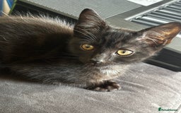 York Chocolate cats for sale: York and tuxedo boys for sell  - Image 2