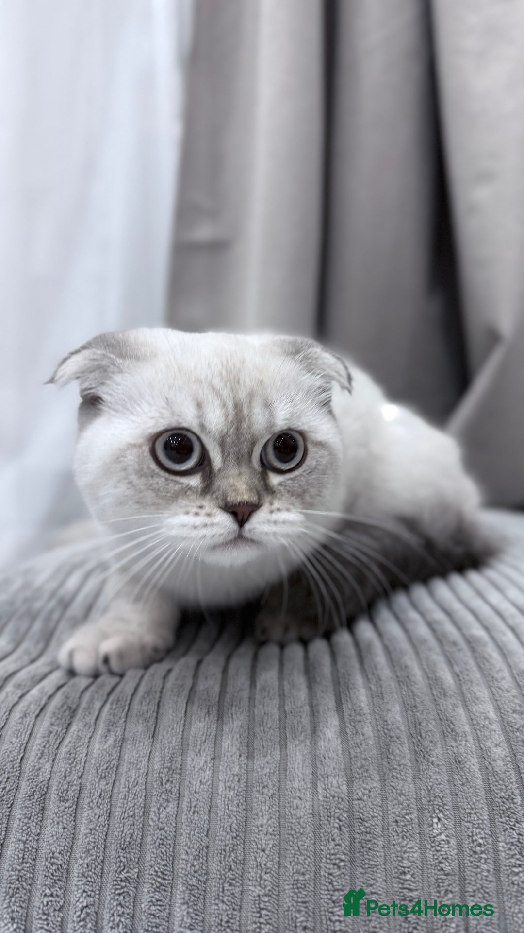 British Shorthair cats for sale: British Shorthair & Scottish Fold - Image 3