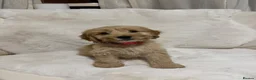 Cockapoo dogs for sale: F1 Golden cockapoo puppies  - Advert 1