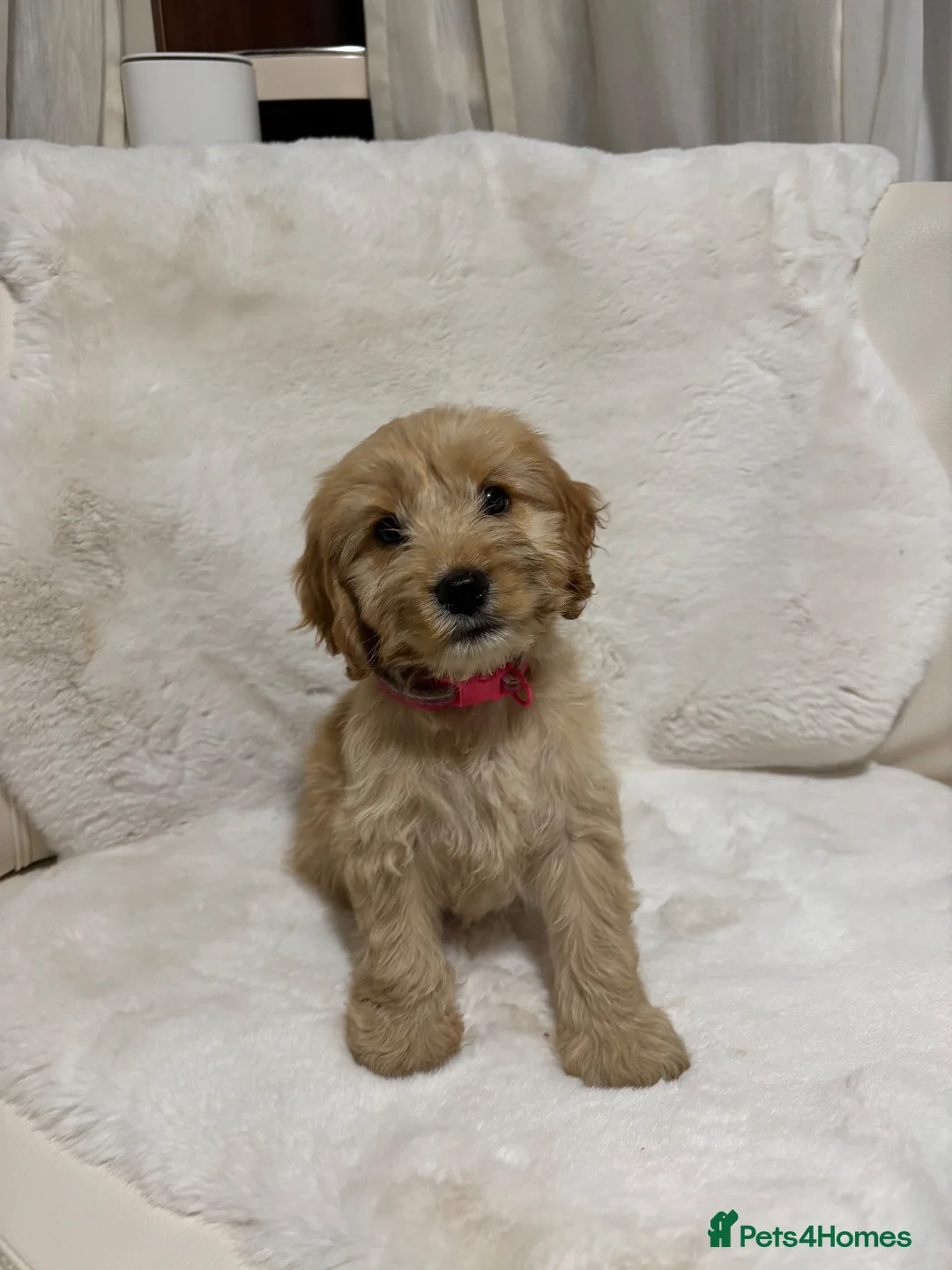 Cockapoo dogs for sale: F1 Golden cockapoo puppies  - Advert 1