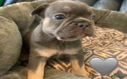 French Bulldog dogs for sale: Beautiful Pink, blue and tan and merl Frenchies - Image 5