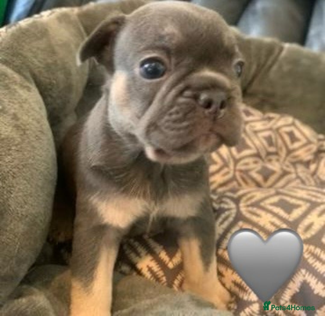 French Bulldog dogs for sale: Beautiful Pink, blue and tan and merl Frenchies - Image 5