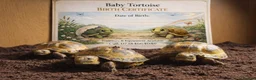Tortoise reptiles for sale: Baby Horsfield Tortoises and Set Ups! - Advert 2