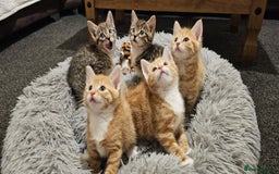 Mixed Breed cats for sale: Playful Bengal Kittens - Advert 9