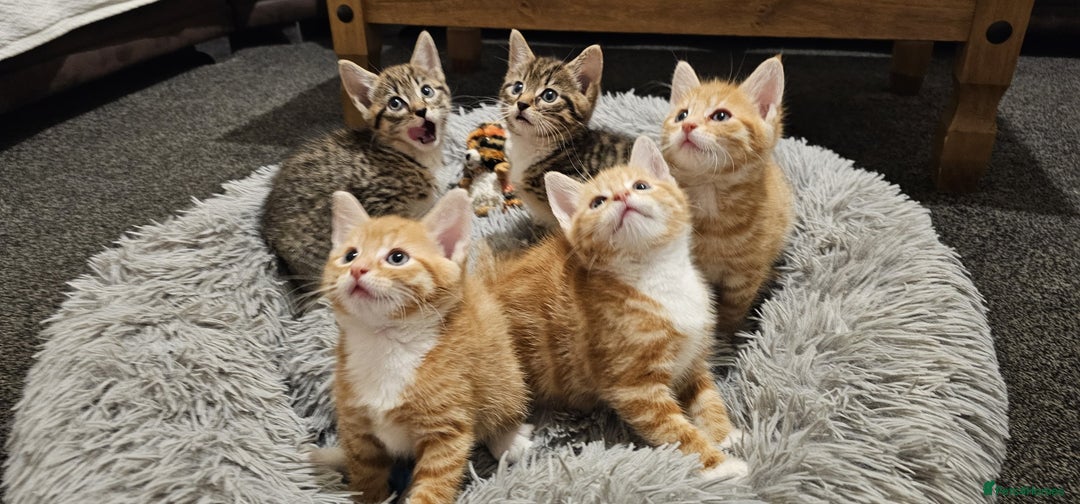 Mixed Breed cats for sale: Playful Bengal Kittens - Advert 9