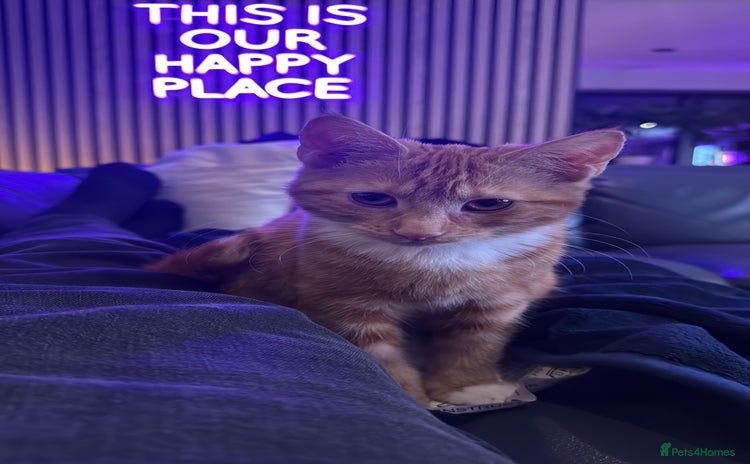 Mixed Breed cats - Advert 3