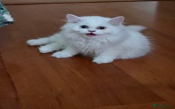 Persian cats for sale: 2 white lovely Persian female kittens  - Image 1