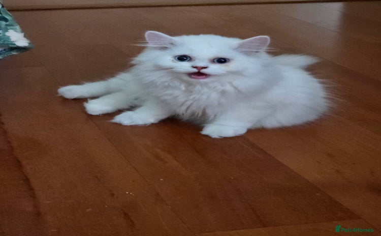 Persian cats - Advert 12