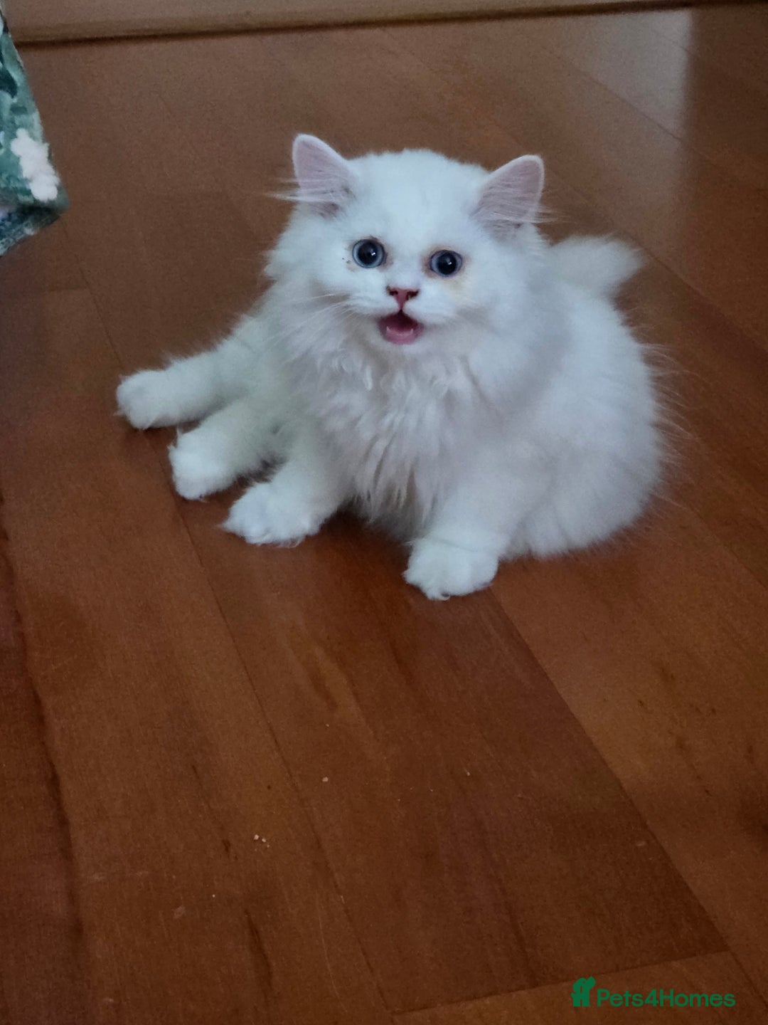 Persian cats for sale: 2 white lovely Persian female kittens  - Image 1