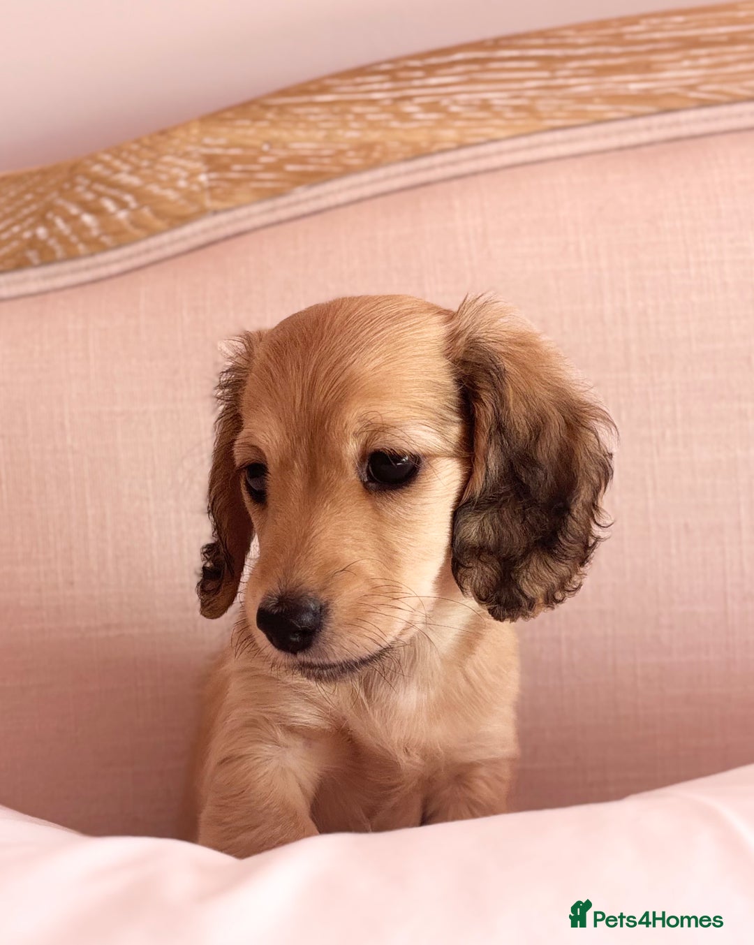 Miniature Dachshund dogs for sale: KC 🐶 Miniature Long Haired Cream Dachshund 🐶  - Advert 5