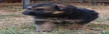German Shepherd 9