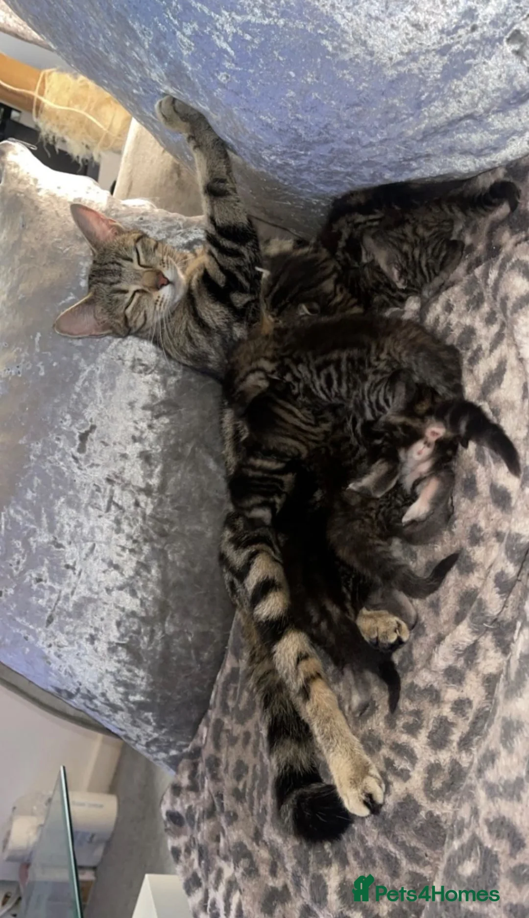 Mixed Breed cats for sale: Beautiful kittens for sale!  - Advert 2