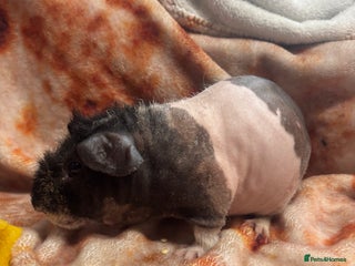 Guinea Pig rodents Handsome lupin werewolf - Advert 5