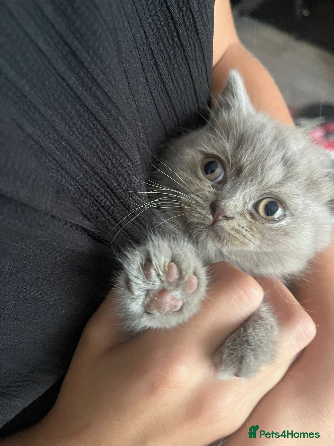 British Shorthair cats for sale: British Shorthair Kittens for Sale - Image 4