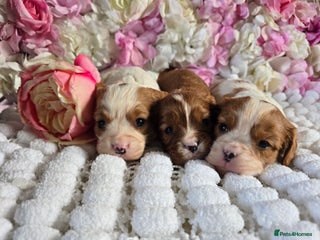 Cavalier King Charles Spaniel dogs Beautiful KC reg Cavalier King Charles Puppies - Advert 3