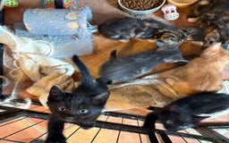 Mixed Breed cats for sale: Beautiful kittens ready soon ** - Image 7